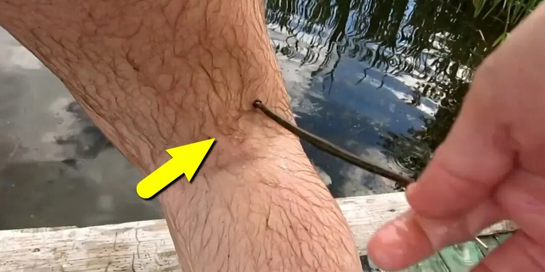 Удивительная пиявка, которая живёт на деревьях!