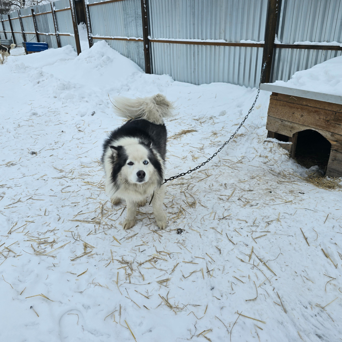 пушистый хвост развевается на морозном ветру