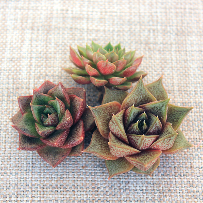  эчеверия пурпусорум