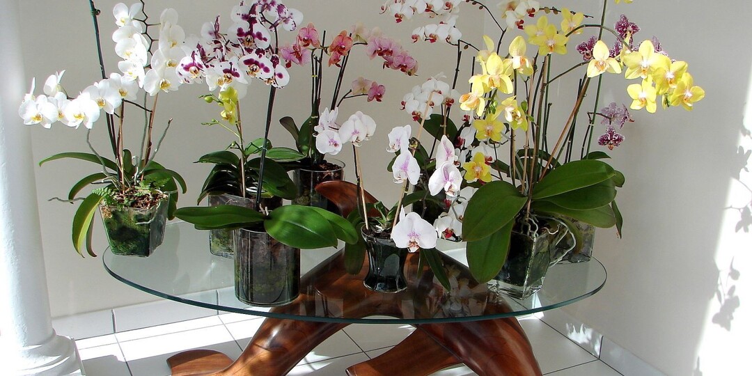 Полный календарь по уходу за орхидеями