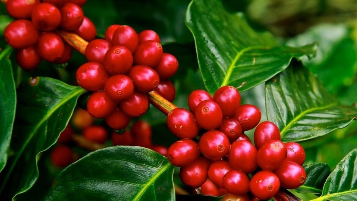 Кофейная ягода. 