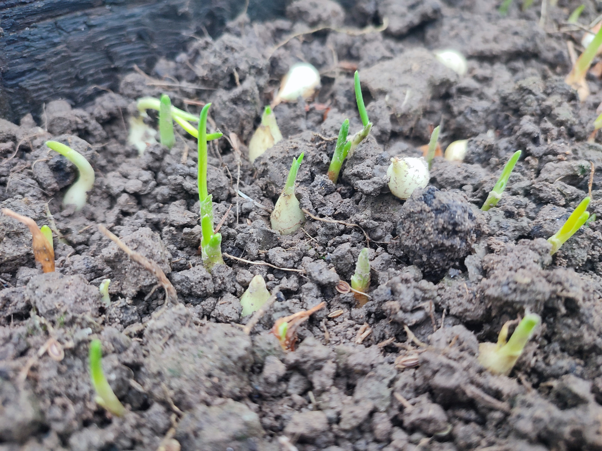 Лук севок на зелень осень 2025