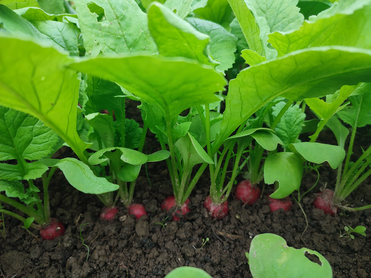 Редис в начале апреля