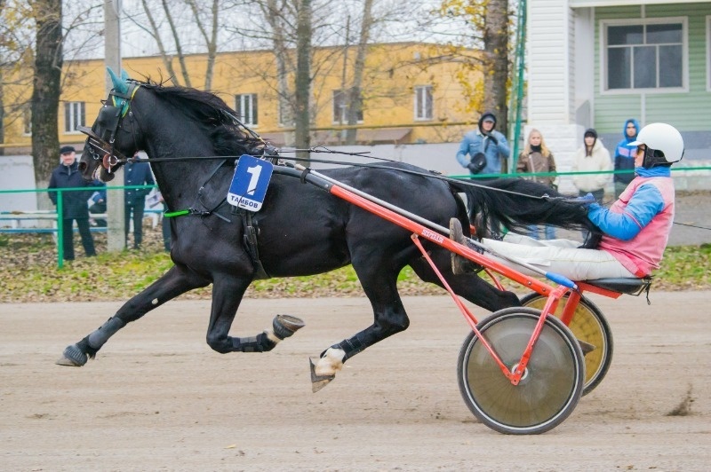 Фото: Тамбовский ипподром имени Семена Буденного