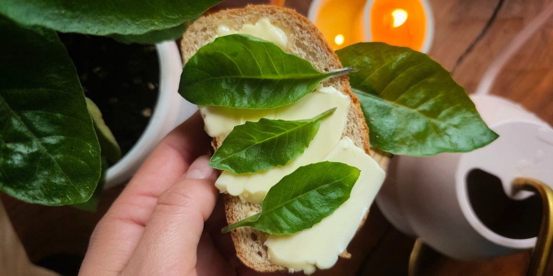 ЧуднОй, но вкусный обитатель моего огородного подоконника - "Шпинат долголетия" или Джинура прокумбенс