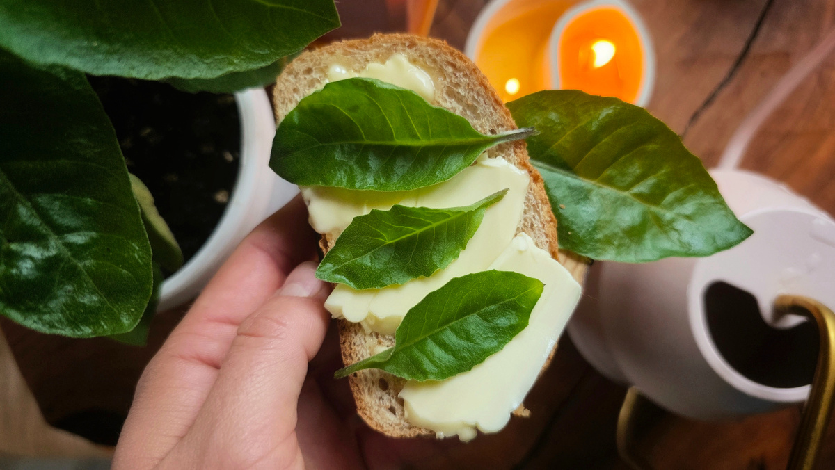 Мое люби бутерброды 