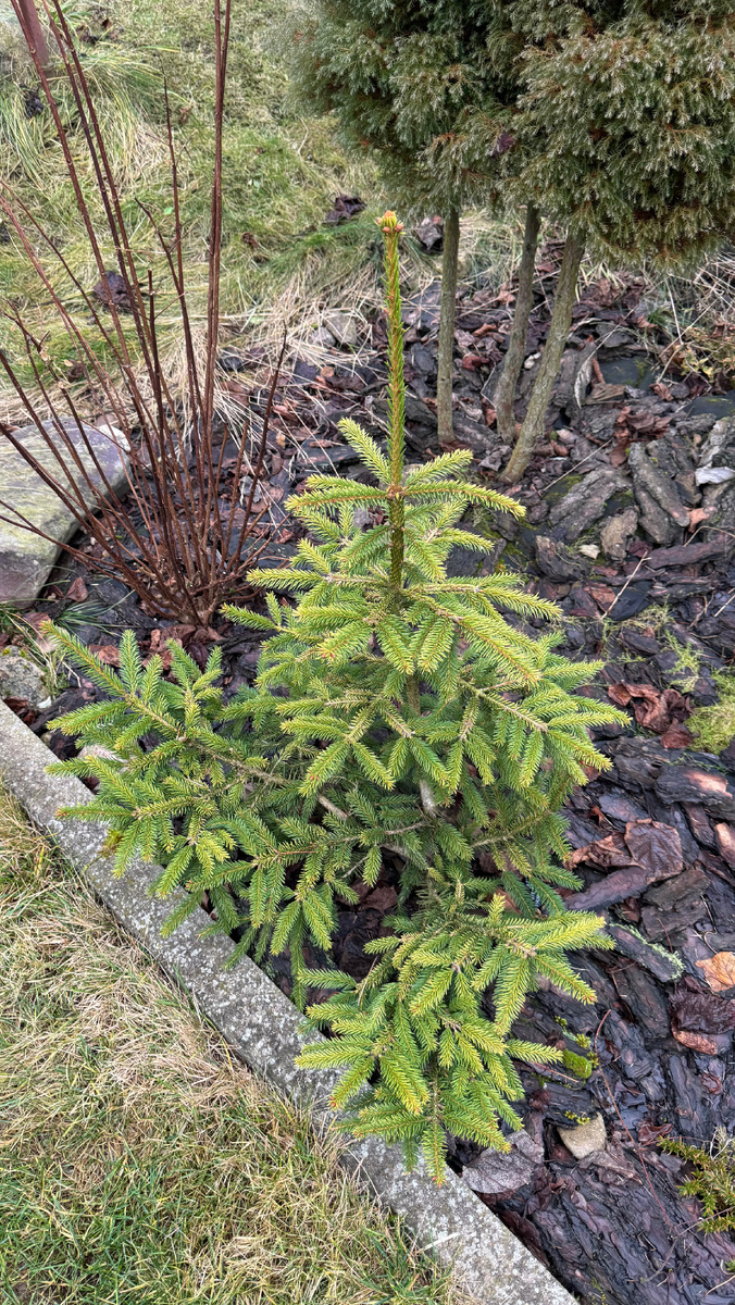 Ель восточная Ауреа в декабре 