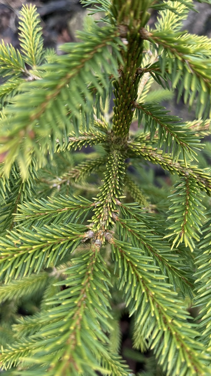 Ель восточная Ауреа в декабре 