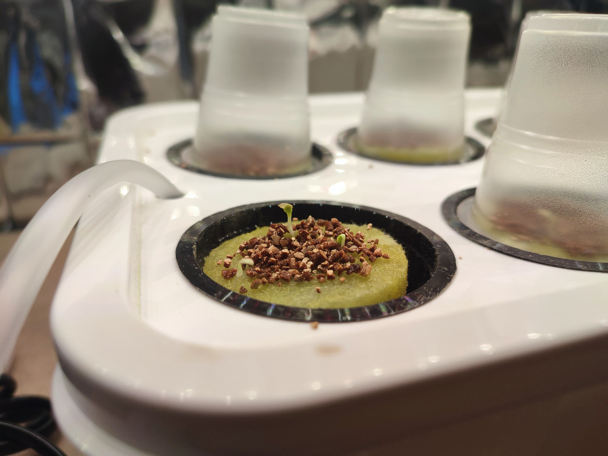 26 ноября. Уже есть росточки