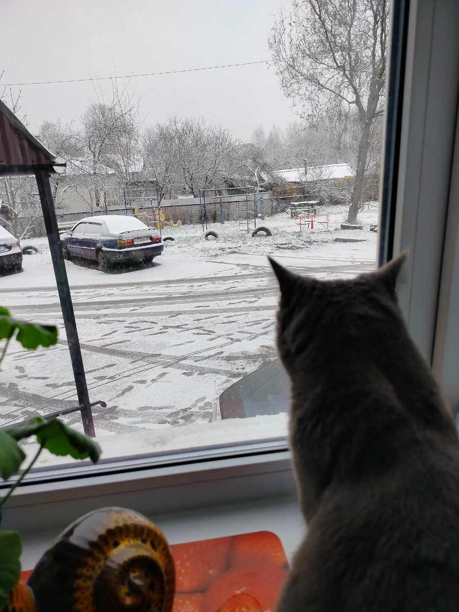 Дымка наблюдает за погодой