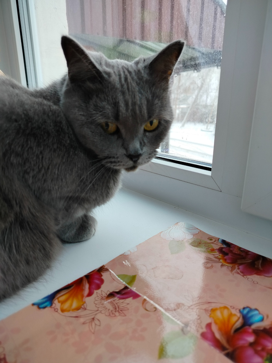 Вот так недовольно смотрит: чего, мол, пристала