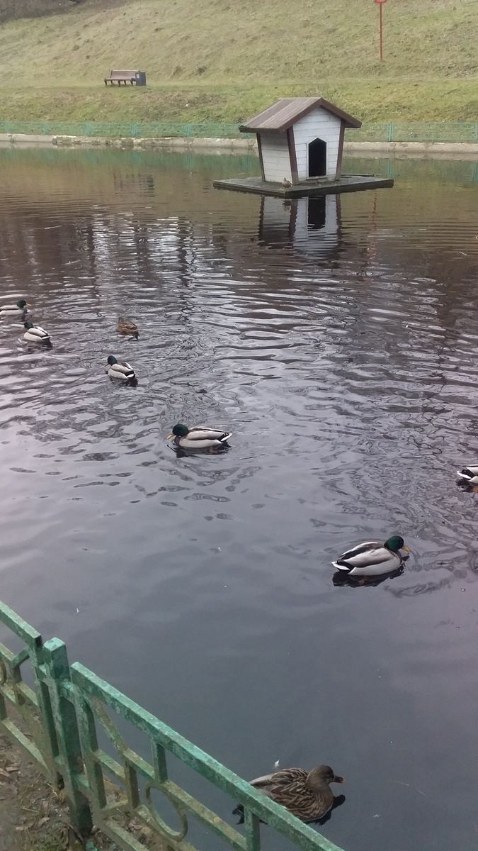 До прудика пока не добрались.