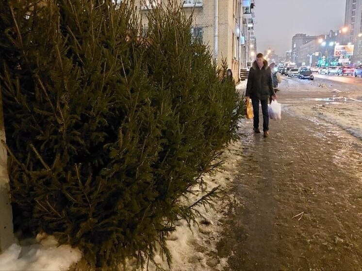     В ведомстве напомнили, что лесные ресурсы находятся под охраной государства. Фото: архив МК в Питере.