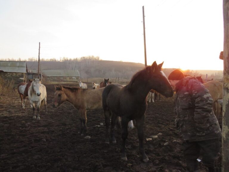    В Кувандыкском округе с вольного выпаса украли 19 лошадей Оренбуржье