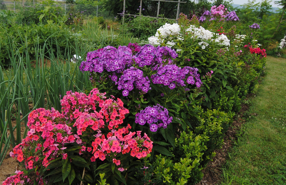 флокс Успех сиреневый