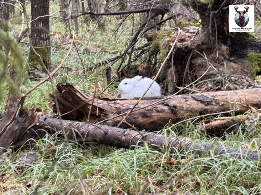    Департамент животного мира Республики Марий Эл