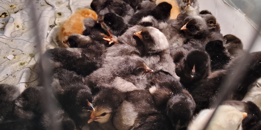 Стоит ли выводить цыплят зимой?