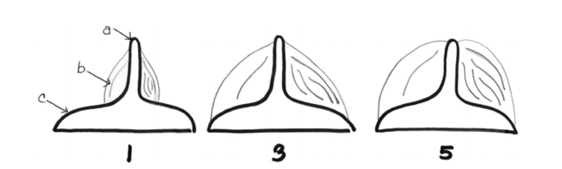 Индекс упитанности птиц. a- киль, b-мышцы,   c-грудная клетка.