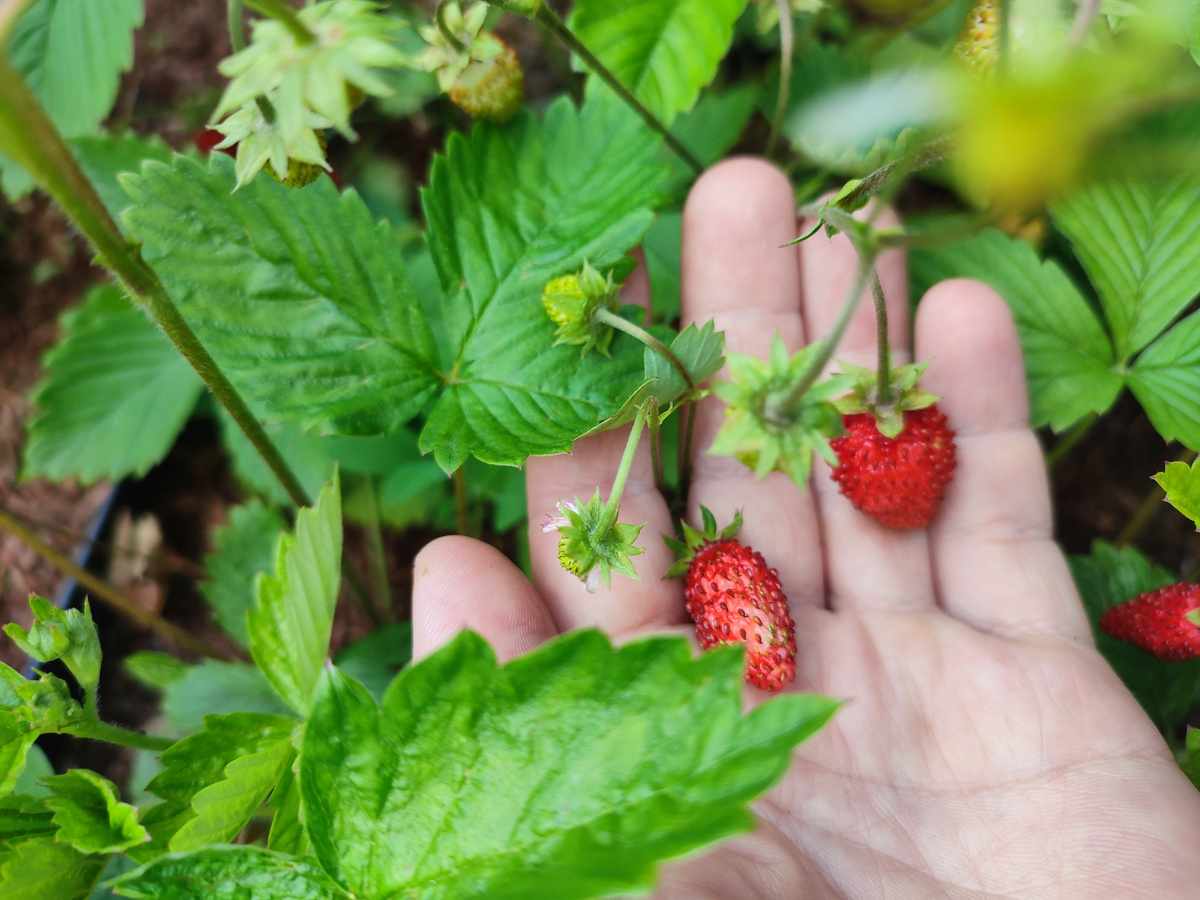 Ремонтная земляника в саду. Ее я и взяла домой на зиму 