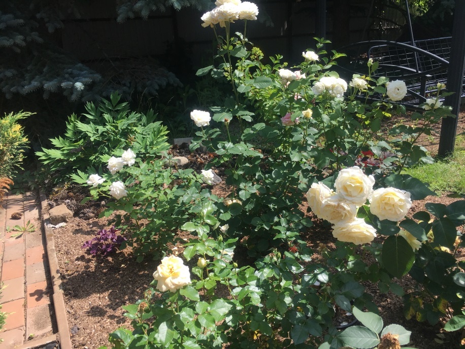 Левый розарий "Белого кабинета". Левее от центра  - пышная роза "Фредерик Шопен". Июль 2024 г. Фото автора 