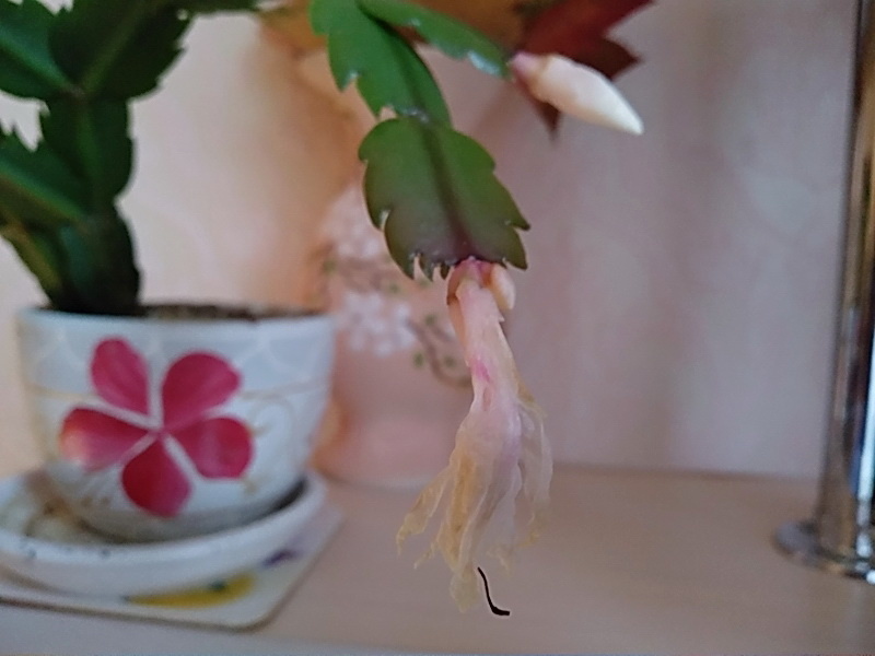 Рядом с увядшим цветком появился бутон