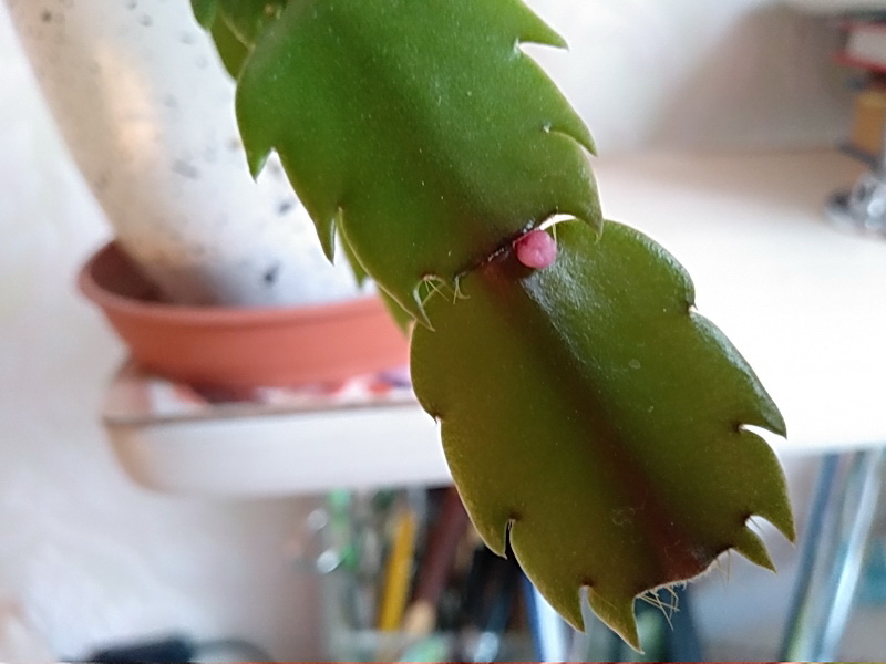 Шарик розового цвета напоминает бутон?