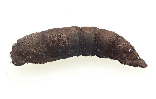    Куколка орехового бражника  Shinji Sugiura/Journal of Experimental Biology/CC BY 4.0