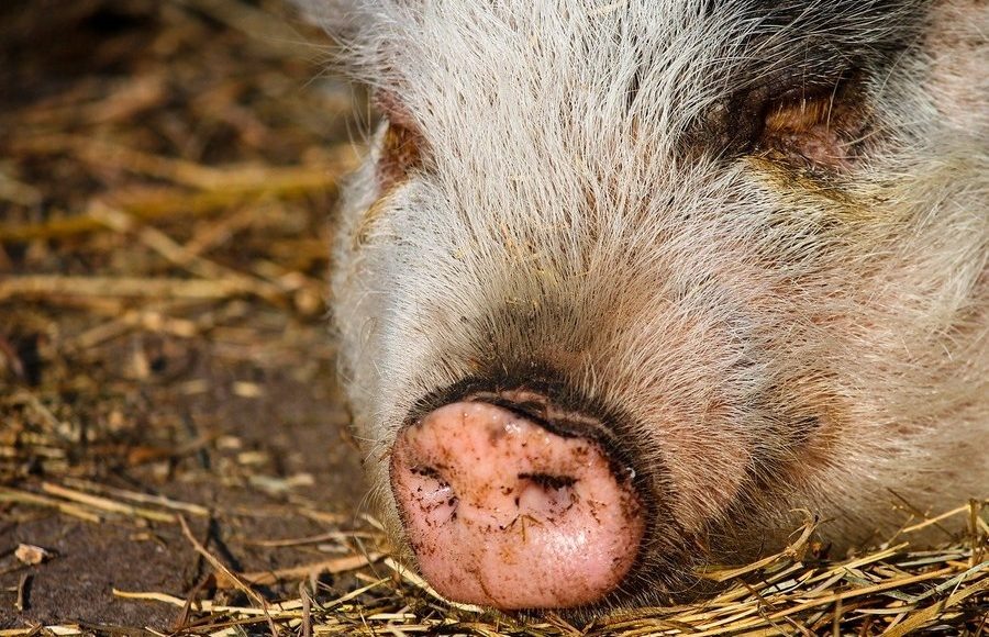    Фото: pixabay.com