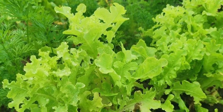    Фото: Лукьянов Дмитрий, AgroXXI.ru