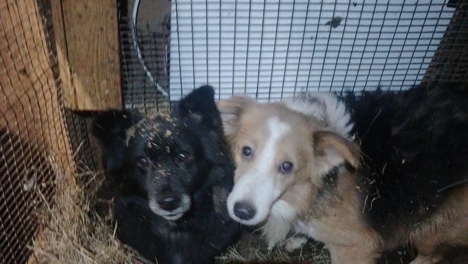 Голод?😔Ситуация критическая в приюте..