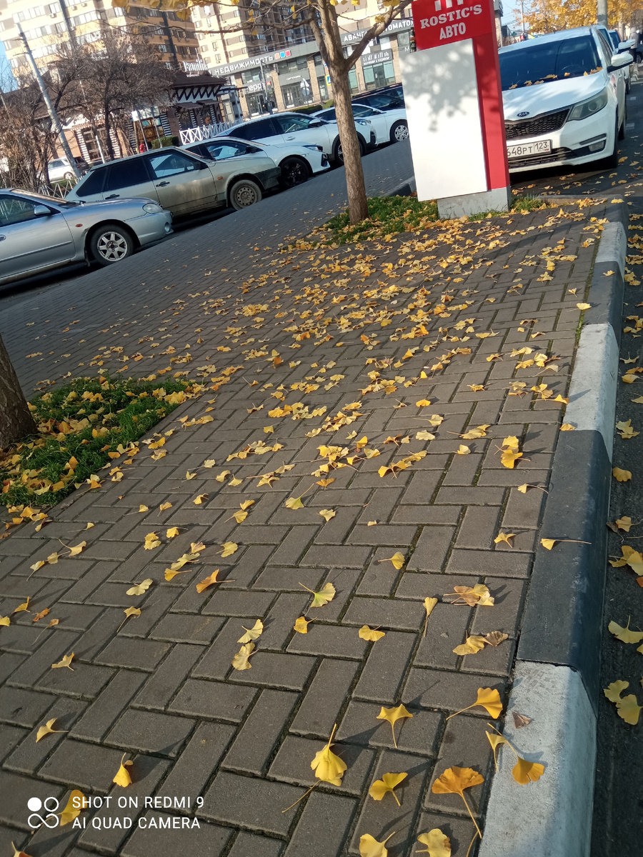 Листья жёлтые кружат