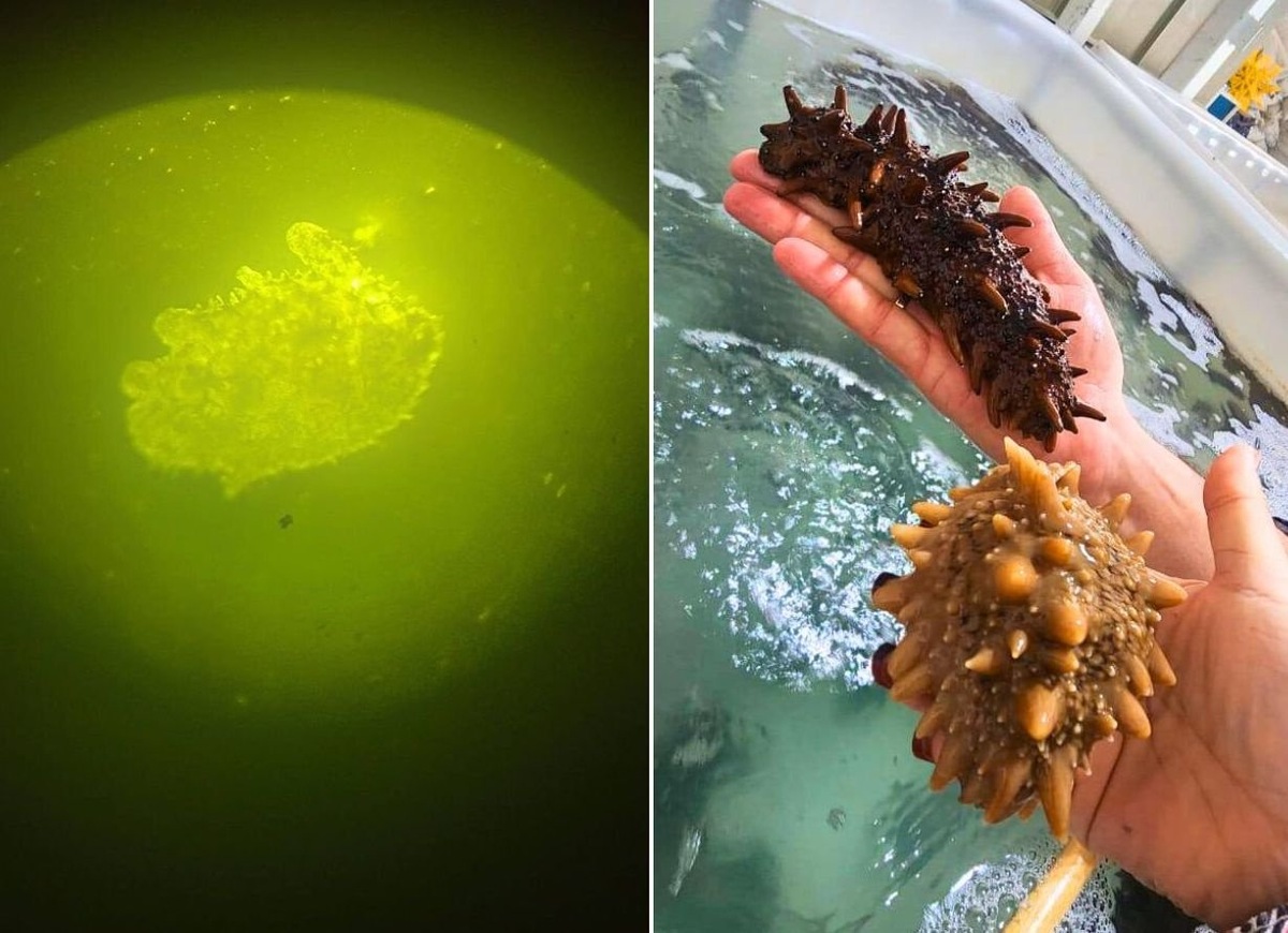    Применение адаптированной биотехнологии искусственного размножения показало свою успешность, увеличив количество полученного потомства трепанга в восемь раз относительно предыдущих результатов.