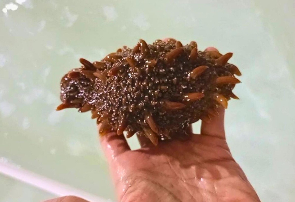    Трепанг, он же морской огурец, очень популярен в азиатских странах.