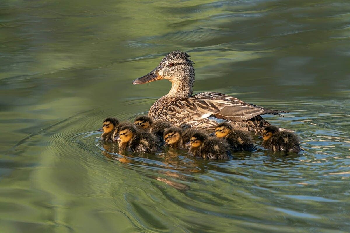 Синдром утенка есть у всех, но у одних людей он включается редко и эпизодически, а у других — «работает на постоянке». Источник: Albert Beukhof / Shutterstock / FOTODOM📷
