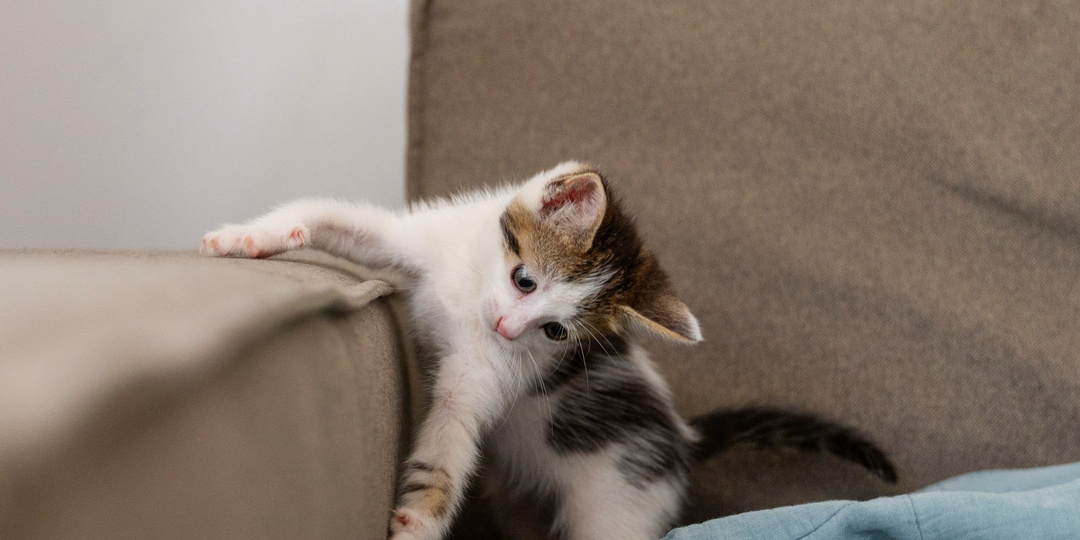 🐾 «Кошка дерёт мебель? Вот что она на самом деле пытается вам сказать»