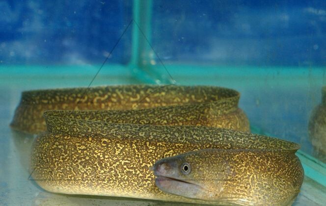 Тот самый взгляд, который говорит: «Даже не думай опускать сюда руку».