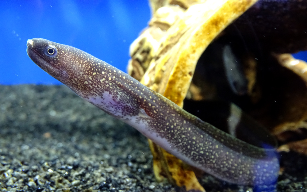 В природе они живут в мутной воде устьев рек, а не в кристально чистых пресных озерах.