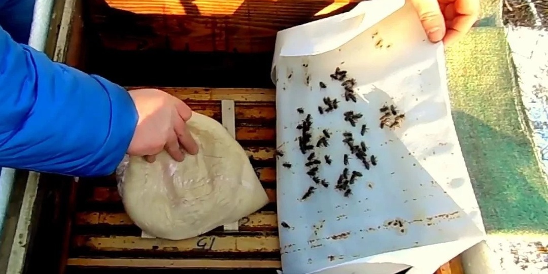 Как помочь пчелиной семье зимой при недостатке меда