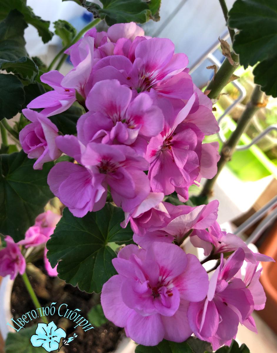 Моя пеларгония Bold Carousel в квартирных условиях