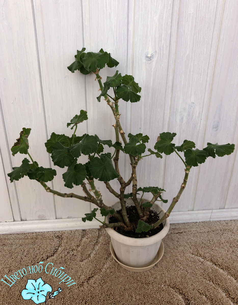 Эта же паларгония, уже требует стрижки