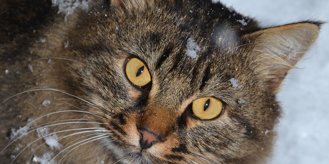 "Новогоднее чудо": сибиряки вновь встретились с потерявшимся на два месяца котом