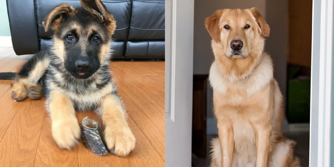 Человеческие имена для собак: аргументы за и против