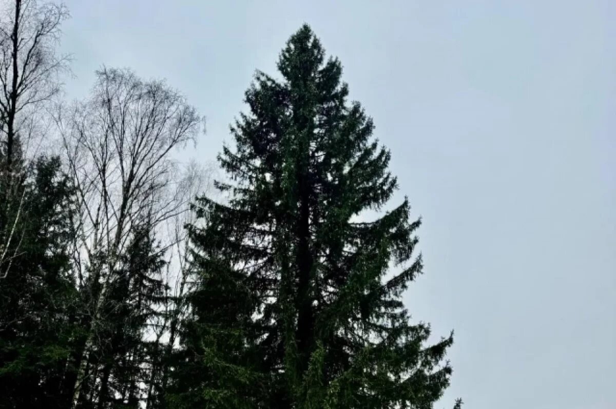    Лесничий, нашедший главную новогоднюю ель РФ, получил в подарок автомобиль