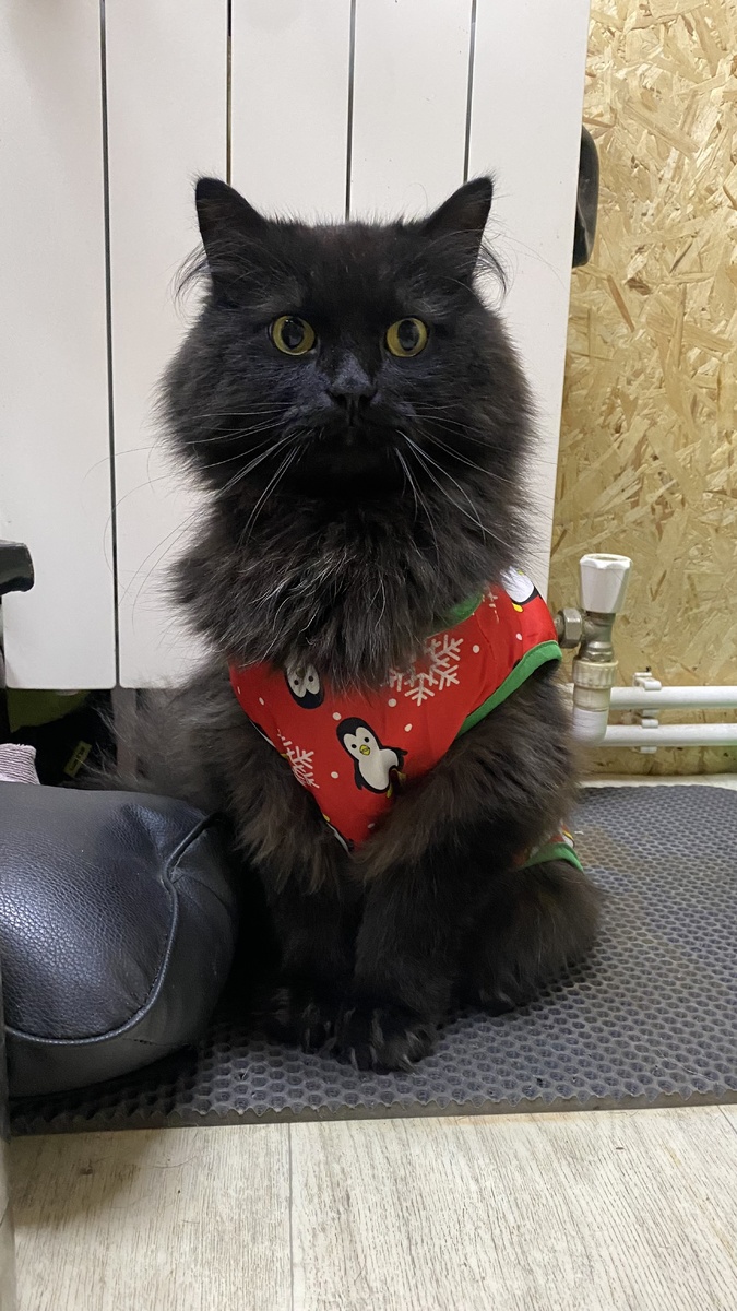 Бегемот в попытке готовиться к новому году