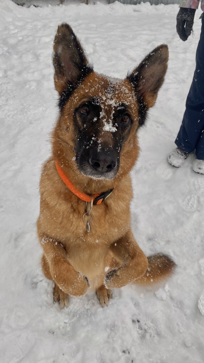 Медведя Кусь-Кусь - умная блондинка 