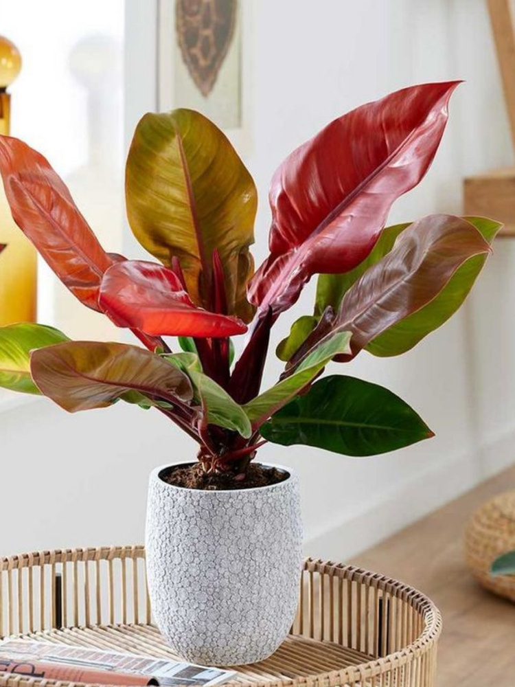Филодендрон Принц Оранж в интерьере (фото с просторов интернета)