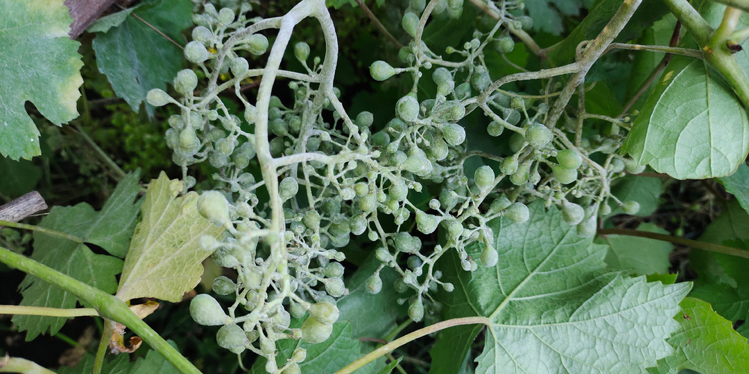 Вопросы декабря: химия для виноградника, гиббереллин, оидиум