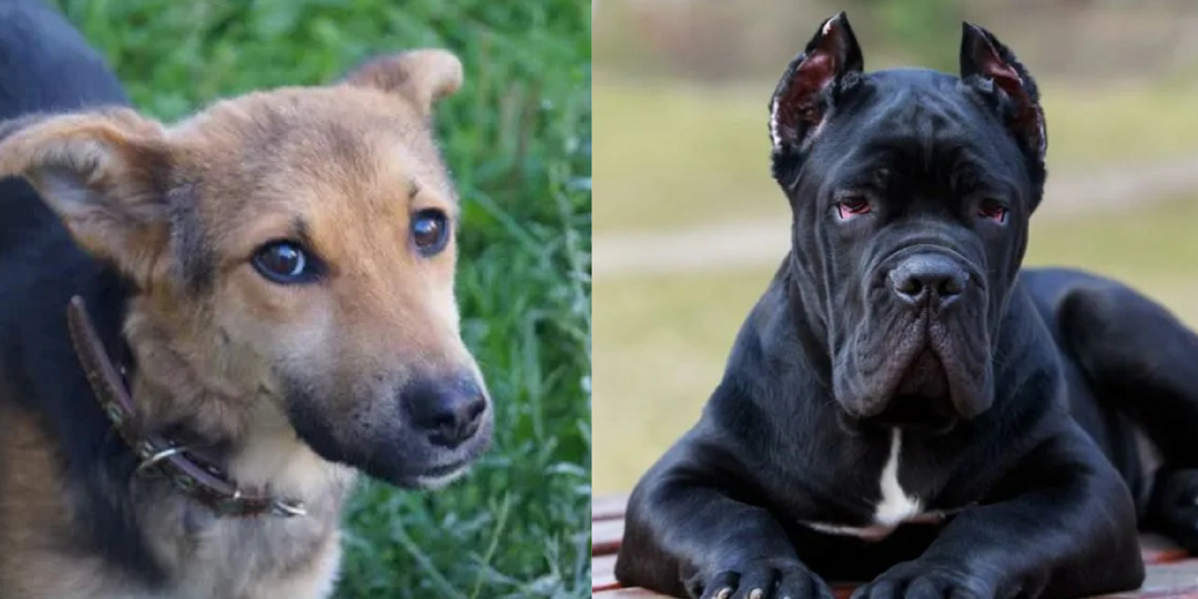 Кто умнее: дворняжка или породистая собака