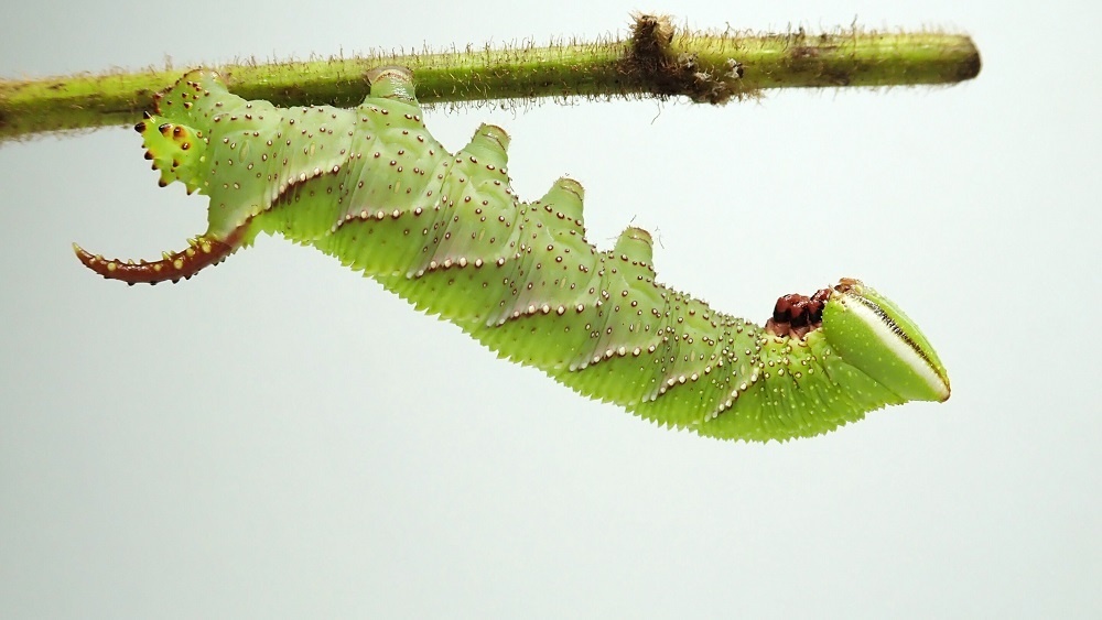     Фото: Journal of Experimental Biology