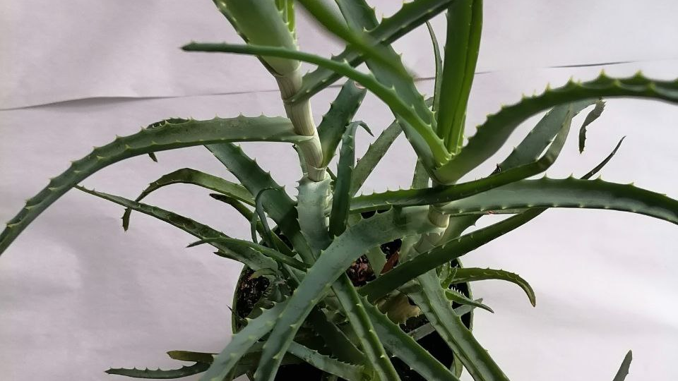 Алоэ не выбрасываю, делаю запас стимулятора для семян и рассады